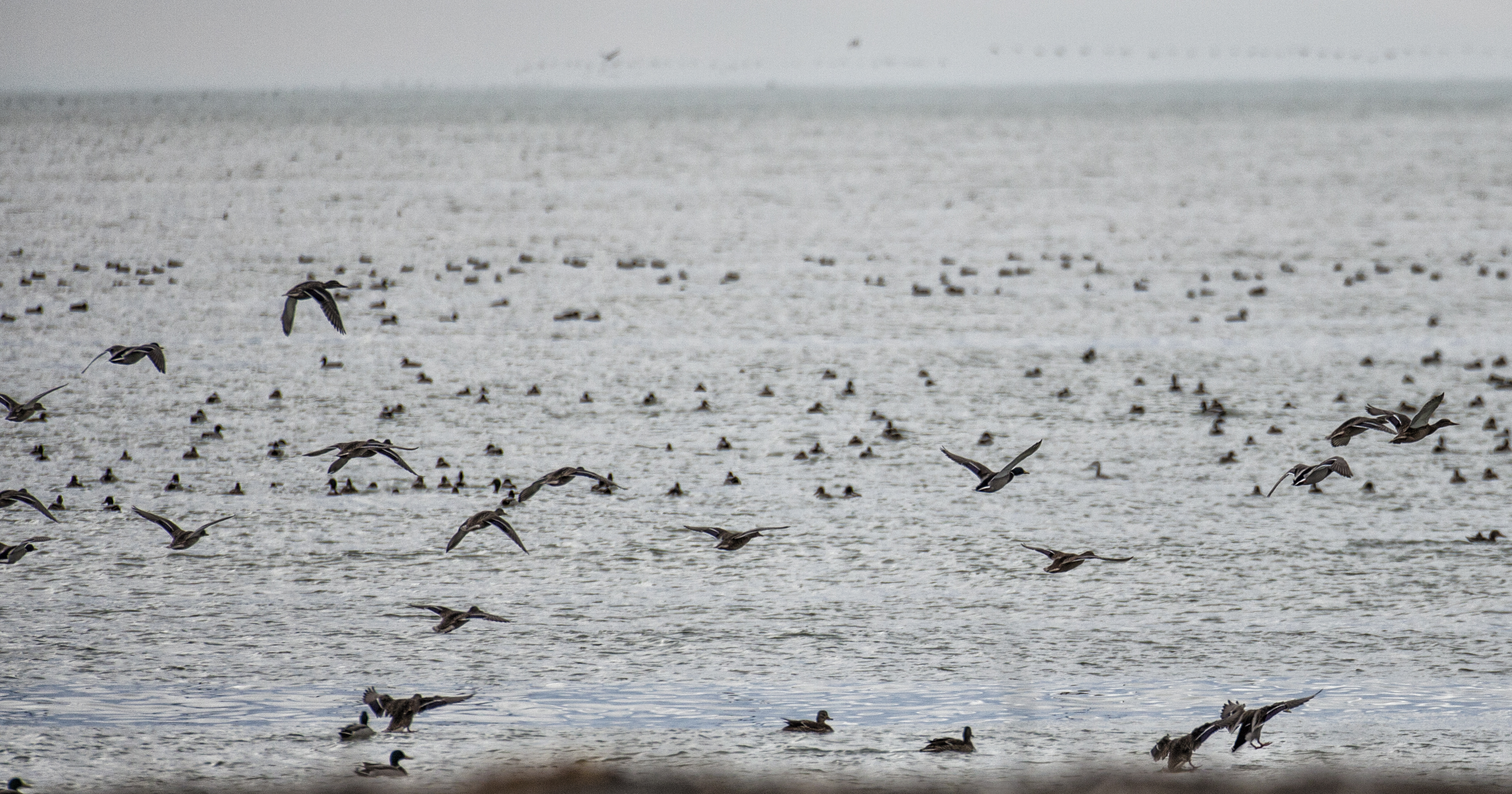 Birdwatching at Kolkheti National Park